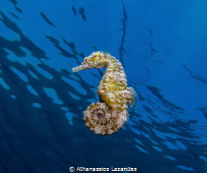 "Sea stallion" Hippocampus hippocampus from Cyprus. by Athanassios Lazarides 